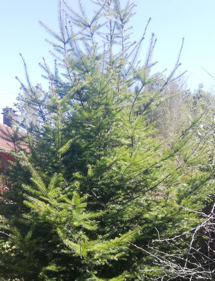 Chalet Pico Das Pedras سانتانا المظهر الخارجي الصورة